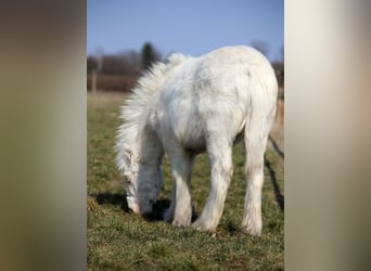 Tinker, Hengst, 1 Jahr, Cremello