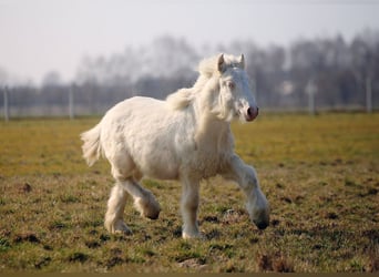 Tinker, Hengst, 1 Jahr, Cremello
