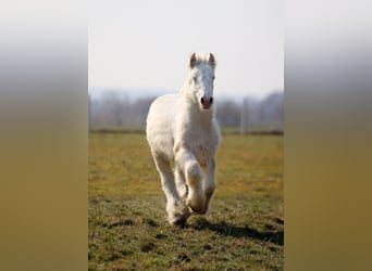Tinker, Hengst, 1 Jahr, Cremello