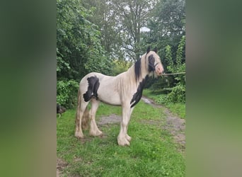 Tinker, Hengst, 2 Jaar, 130 cm, Gevlekt-paard