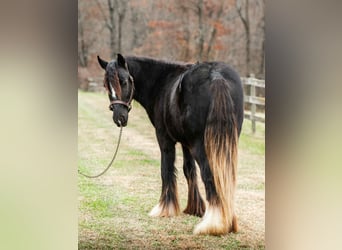 Tinker, Hengst, 2 Jaar, 132 cm, Zwart