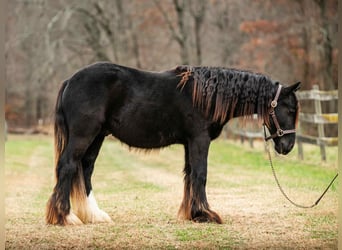 Tinker, Hengst, 2 Jaar, 132 cm, Zwart