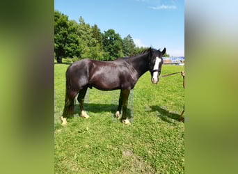 Tinker Mix, Hengst, 2 Jaar, 153 cm, Zwart