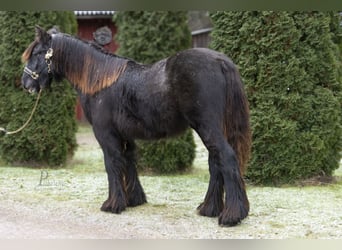 Tinker, Hengst, 2 Jaar, 154 cm, Schimmel