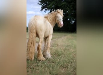 Tinker, Hengst, 2 Jaar, Cremello