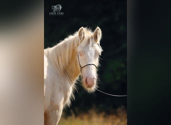 Tinker, Hengst, 2 Jaar, Cremello