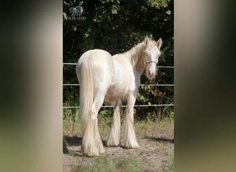 Tinker, Hengst, 2 Jaar, Cremello