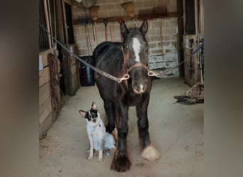 Tinker, Hengst, 2 Jahre, 132 cm, Rappe