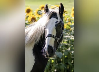 Tinker, Hengst, 2 Jahre, 154 cm, Tobiano-alle-Farben