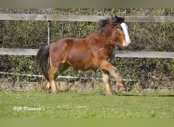 Tinker, Hengst, 2 Jahre, 155 cm, Brauner