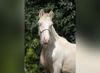 Tinker, Hengst, 2 Jahre, Cremello