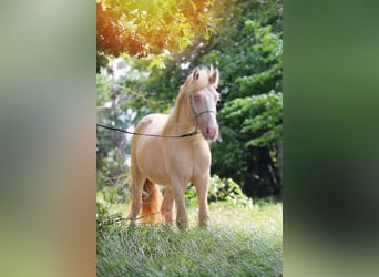 Tinker, Hengst, 2 Jahre, Cremello