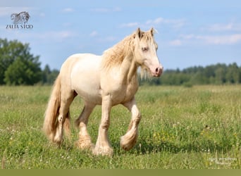 Tinker, Hengst, 2 Jahre, Cremello