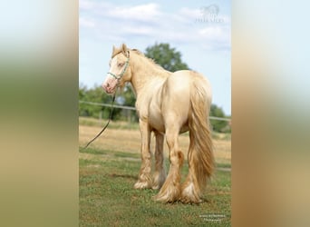 Tinker, Hengst, 2 Jahre, Cremello