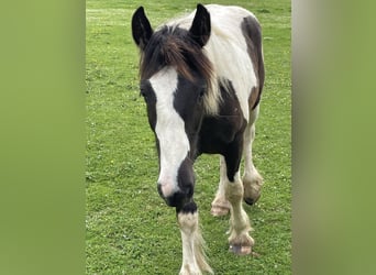 Tinker, Hengst, 2 Jahre, Tobiano-alle-Farben