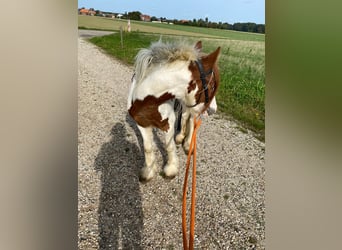 Tinker, Hengst, 3 Jaar, 118 cm, Gevlekt-paard