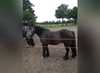 Tinker, Hengst, 3 Jaar, 142 cm, Brown Falb schimmel