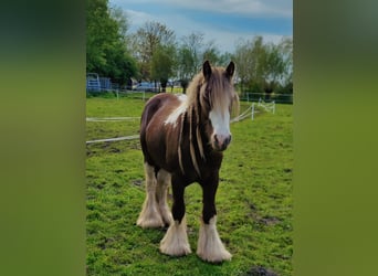 Tinker, Hengst, 3 Jaar, 142 cm, Gevlekt-paard