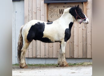 Tinker, Hengst, 3 Jaar, 145 cm, Gevlekt-paard