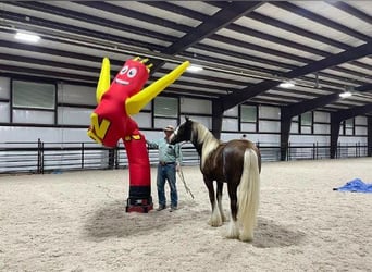 Tinker, Hengst, 3 Jaar, 147 cm