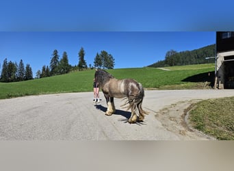 Tinker, Hengst, 3 Jaar, 153 cm, Buckskin