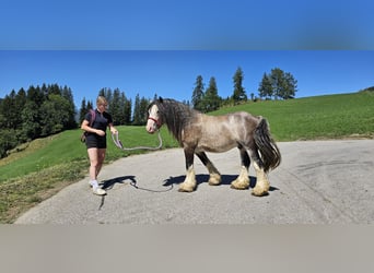 Tinker, Hengst, 3 Jaar, 153 cm, Buckskin
