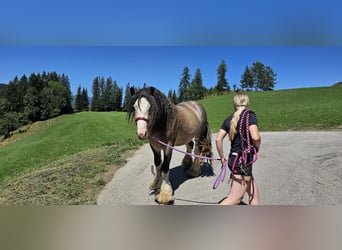 Tinker, Hengst, 3 Jaar, 153 cm, Buckskin