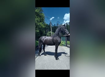 Tinker, Hengst, 3 Jaar, 164 cm, Zwart