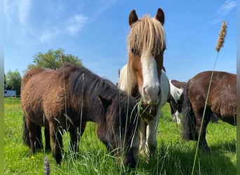 Tinker Mix, Hengst, 3 Jahre, 125 cm, Schecke