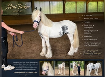 Tinker Mix, Hengst, 3 Jahre, 130 cm, Schecke