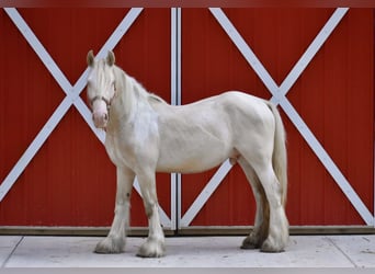 Tinker, Hengst, 3 Jahre, 142 cm, Perlino