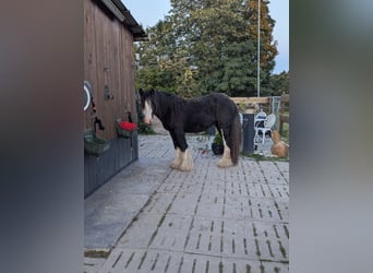 Tinker, Hengst, 3 Jahre, 145 cm, Schecke