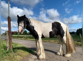 Tinker, Hengst, 3 Jahre, 156 cm, Schecke