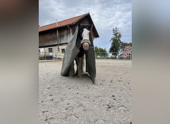 Tinker, Hengst, 4 Jaar, 135 cm, Gevlekt-paard