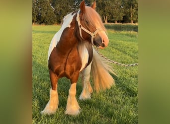 Tinker, Hengst, 4 Jaar, 140 cm, Gevlekt-paard