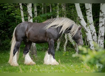 Tinker, Hengst, 4 Jaar, 145 cm