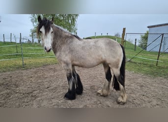 Tinker, Hengst, 4 Jaar, 150 cm, Buckskin