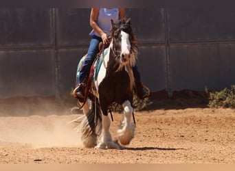 Tinker, Hengst, 4 Jaar, Gevlekt-paard