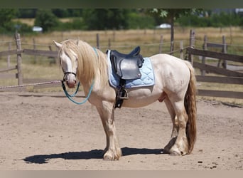 Tinker, Hengst, 4 Jahre, 142 cm, Perlino