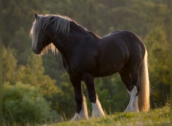 Tinker, Hengst, 4 Jahre, 145 cm