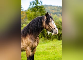 Tinker, Hengst, 4 Jahre, 148 cm, Buckskin