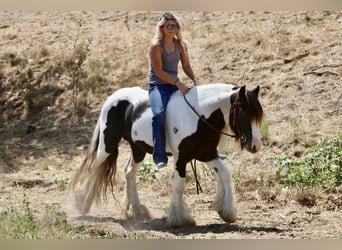 Tinker, Hengst, 4 Jahre, Schecke