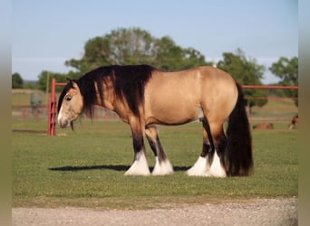 Tinker, Hengst, 5 Jaar, 140 cm, Buckskin