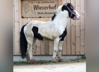 Tinker, Hengst, 5 Jaar, 140 cm, Gevlekt-paard