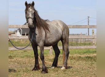 Tinker, Hengst, 5 Jahre, 121 cm, Kann Schimmel werden