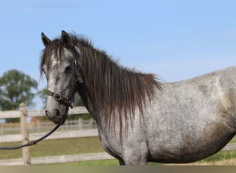 Tinker, Hengst, 5 Jahre, 121 cm, Kann Schimmel werden