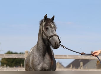 Tinker, Hengst, 5 Jahre, 121 cm, Kann Schimmel werden
