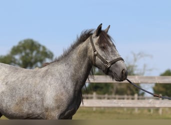 Tinker, Hengst, 5 Jahre, 121 cm, Kann Schimmel werden