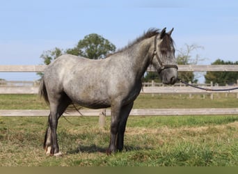 Tinker, Hengst, 5 Jahre, 121 cm, Kann Schimmel werden