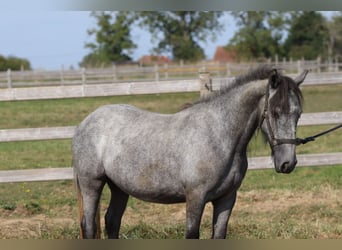 Tinker, Hengst, 5 Jahre, 121 cm, Kann Schimmel werden